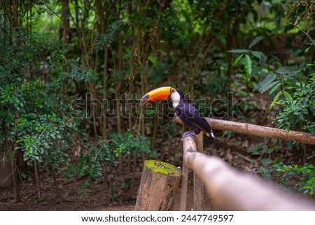 toucan in its natural habitat