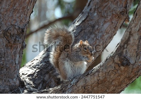 Baby squirrel in tree eating peanut