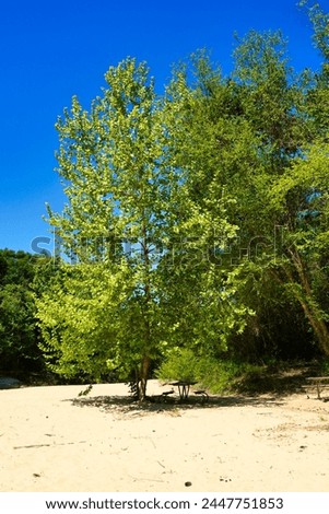This is a picture of a large tree, standing by itself, on the sandy bank of small flowing river, next to a large forest. There is a picnic table situated beneath the tree.