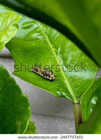 A caterpillar of the Dainty Swallowtail Butterfly, on lemon tree leaves. Royalty-Free Stock Photo #2447757651