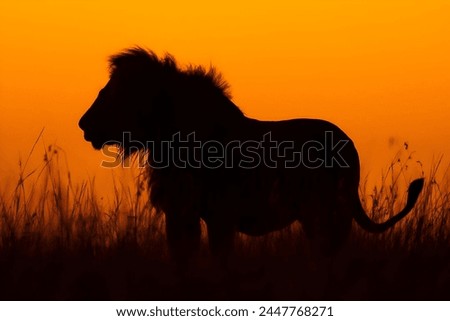 A silhouette of a herd of Lion against a spectacular African sunrise. Taken in Kenya during the great migration.
