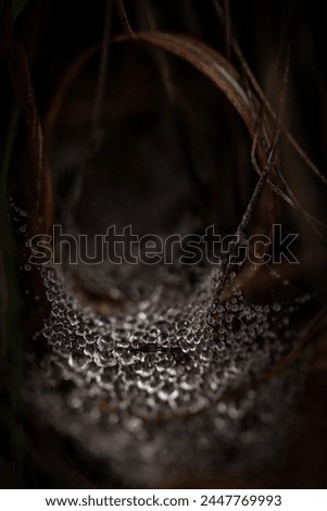 Moody elegant photograph of bent dry grasses forming a circle.  Spider web was built at the bottom and covered in dew from the recent spring rainfall.  Minimalist nature photo with black background.  
