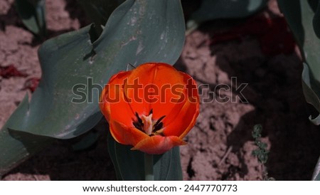 Blooming Beauty: Enhancing your garden with Garden tulip aka Didier's tulip (Tulipa gesneriana). Bright red colour in spring season Royalty-Free Stock Photo #2447770773