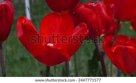Blooming beauty: Enhancing your garden with Garden tulip aka Didier's tulip (Tulipa gesneriana). Bright red colour in spring season Royalty-Free Stock Photo #2447771577