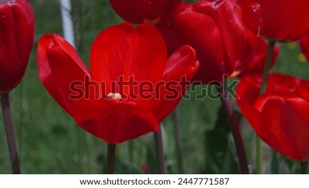Blooming beauty: Enhancing your garden with Garden tulip aka Didier's tulip (Tulipa gesneriana). Bright red colour in spring season Royalty-Free Stock Photo #2447771587