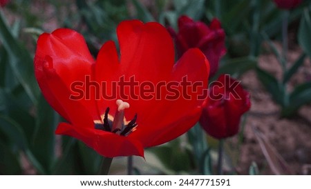 Blooming beauty: Enhancing your garden with Garden tulip aka Didier's tulip (Tulipa gesneriana). Bright red colour in spring season Royalty-Free Stock Photo #2447771591