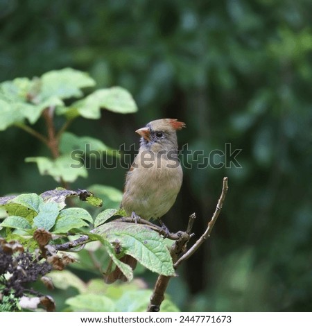 Northern Cardinal (female) (cardinalis cardinalis) perched in a leafy tree Royalty-Free Stock Photo #2447771673