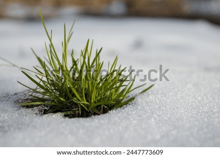 Snow-covered young sprouts of grass. Early spring. in the melting snow. First spring flowers. Early spring. Nature backgrounds. selected focus. New life Royalty-Free Stock Photo #2447773609