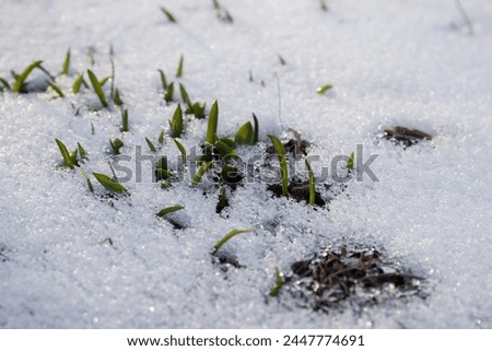 Snow-covered young sprouts of snowdrops. Early spring. in the melting snow. First spring flowers. Early spring. Nature backgrounds. selected focus. New life Royalty-Free Stock Photo #2447774691