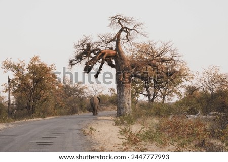 During a South African sunset, an elephant is strolling next to a majestic Baobab Tree along the Road. A sunset safari drive with warm colours. Safari background. 