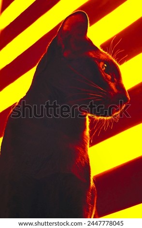Young black cat of oriental breed on yellow purple bright background, pop art style, poster, profile view