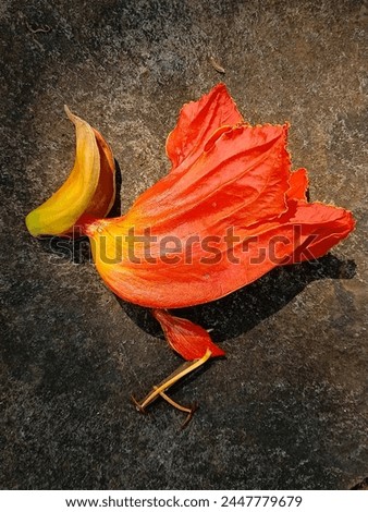 African tulip flowers (spathodea campanulata), arranged into a picture of a red-crested chicken or bird, abstract background