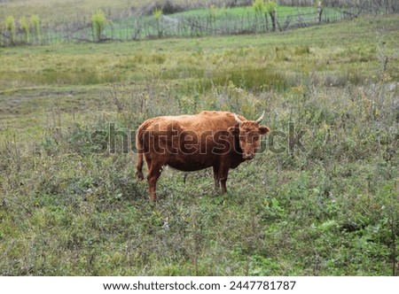 Exterior landscape view of animal cow yak with fur free in breed in the nature grassland field natural of the mountain wild of Sichaun in China, Asia for a farmer to fam farming 