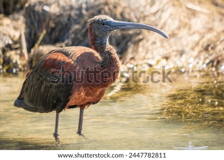 The glossy ibis, latin name Plegadis falcinellus, searching for food in the shallow lagoon. A brown ibis stands in the water on the shore of the lake. Royalty-Free Stock Photo #2447782811