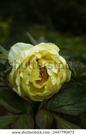Yellow peony flower in the Hermannshof Gardens in Weinheim, Germany on a spring day.