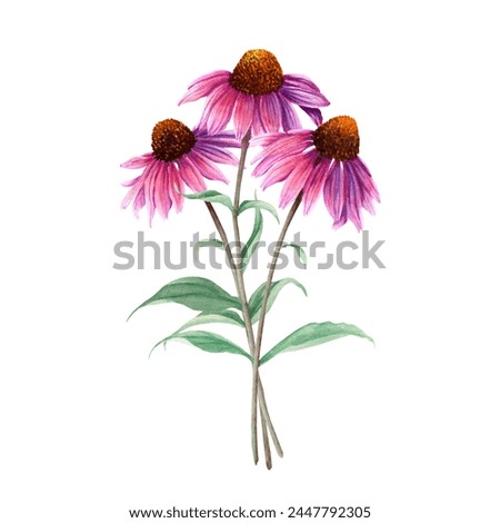 Composition of herb flower Coneflower, Echinacea. Hand drawn botanical watercolor illustration isolated on white background. For clip art greeting cards invitation label package