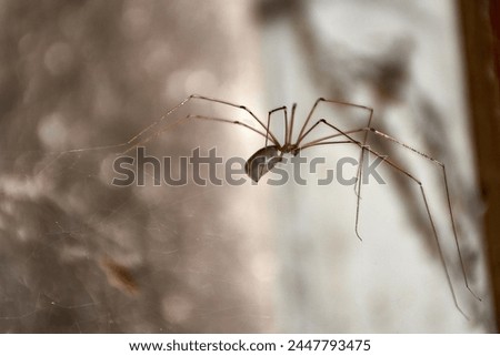 The long-legged spider lives in houses, in temperate and dry areas, on ceilings and in corners. It is a great hunter of other spiders, insects, mosquitoes