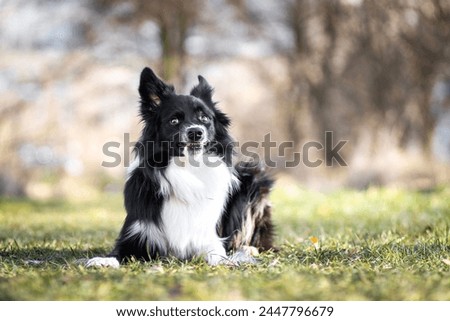 Funny border collie in nature