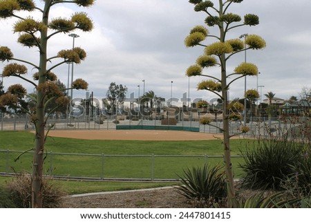 Image of Softball Field and some Trees.