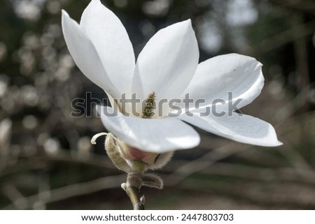 One big flower of magnolia tree 