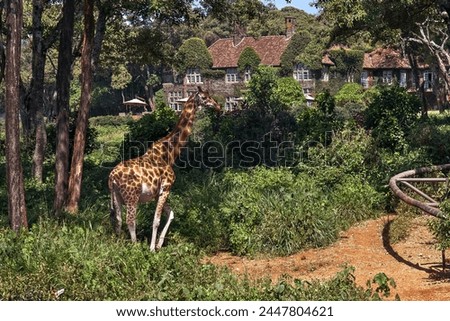 giraffe walks in the forest against the background of the giraffe manor among the trees. The landmark of Nairobi, Kenya.