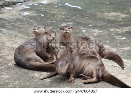 Smooth-coated otter At Sarthana Nature park Surat 
