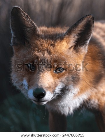 Red fox (Vulpes vulpes) in winter coat, attentive, Netherlands