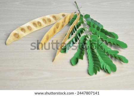 Albizia lebbeck ripe fruit and green leaves.Albizia  julibrissin on brown wooden table background