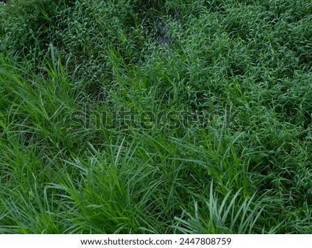 Natural green background from plants that grow in tropical places. Suitable for templates, posters, billboards or banners