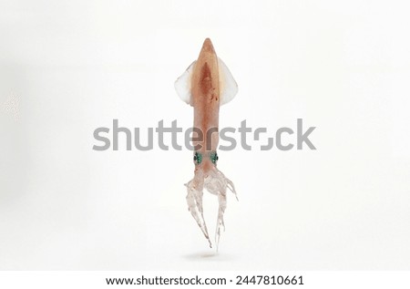 Squid isolated on white background with dried squid, emphasizing its macro details in a closeup shot, capturing the nature of this food item Also featuring elements of animal and arachnid in brown and