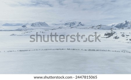 Aerial Flight Over Penguins Colony Migration. Drone. Antarctica Landscape. White Winter Background. Moving Flock Of Gentoo Penguins On Ice Covered Land. Mighty Polar Snow Mountains.