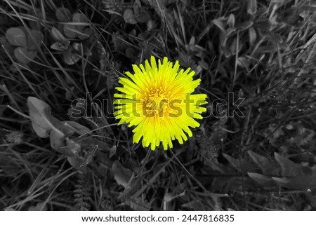 Blooming dandelion in grass, yellow flower and grey grass and leaves, spring view, natural background for text