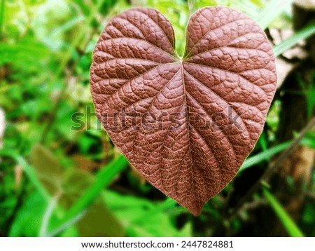 this leaf image love can show you to understand