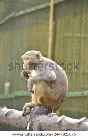A Monkey's Candid Picture captured when he watching peoples around him.