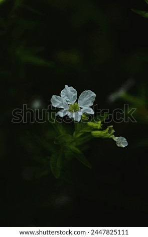 Depth focus of wild white flower, dark background, selective focus, floral photography. Royalty-Free Stock Photo #2447825111