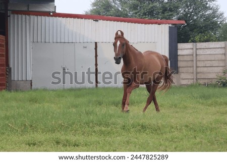 kathiyawari colt ( horse ) Running in Stud Fram - kathiyawadi horse pic 
