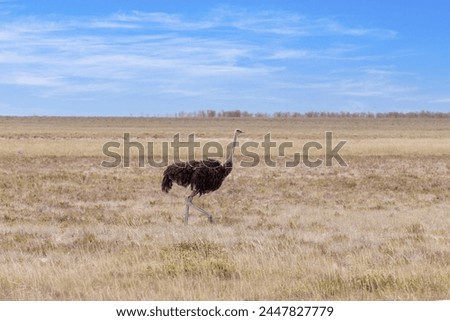 Picture of a running ostrich on open savannah in Namibia during the day in summer