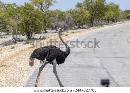 Picture of a running ostrich crossing a street in Etosha Nationalpark in Namibia during the day in summer