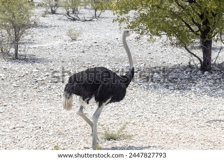 Picture of a running ostrich on open savannah in Namibia during the day in summer