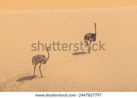 Picture of two running ostrich on a sand dune in Namib desert during the day in summer