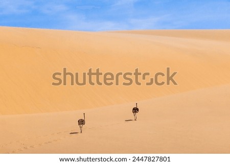 Picture of two running ostrich on a sand dune in Namib desert during the day in summer