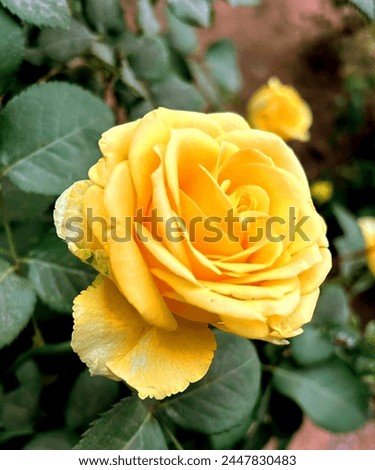  Incredibly beautiful yellow rose in the garden. yellow roses in the spring garden.