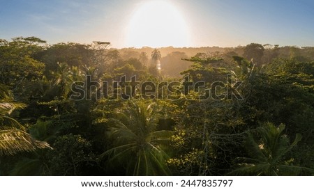 Beautiful drone picture of the rainforest from Tortuguero national park at sunset