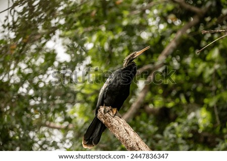 Beautiful picture of an oriental darter bird in Costa Rica