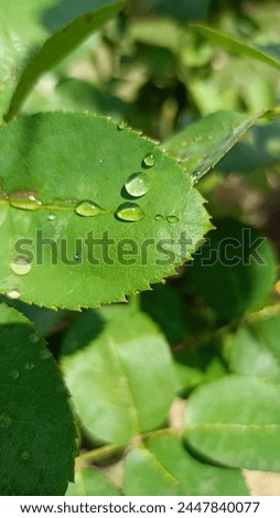 Followers,bud and leaf pic for wallpaper , WhatsApp DP or many more Royalty-Free Stock Photo #2447840077