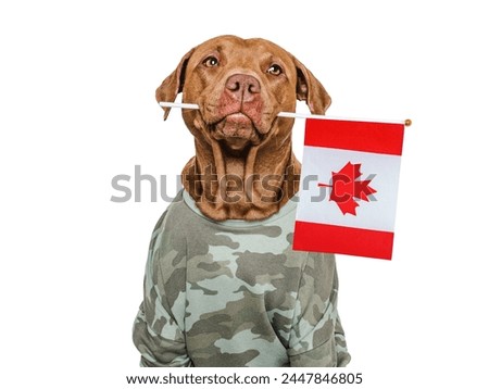 Cute brown dog, Canadian Flag and military shirt. Close-up, indoors. Studio shot. Congratulations for family, loved ones, relatives, friends and colleagues. Pets care concept