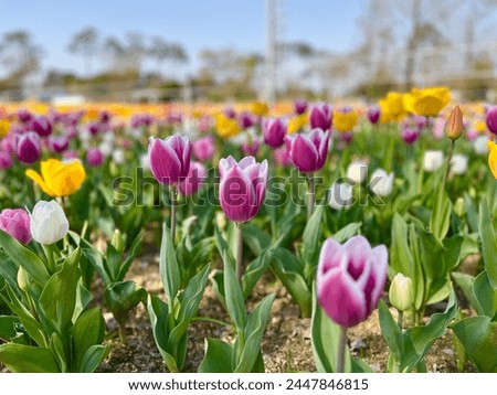 Tulip in korea on April 9, 2024. There are a lot of blooming tulips in this picture
