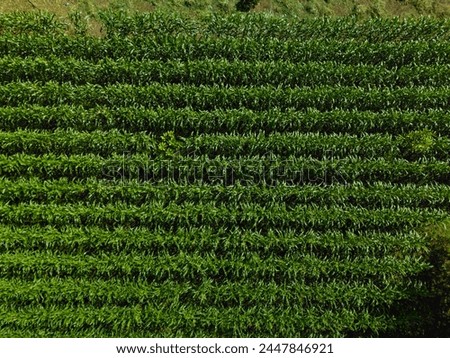 Agricultural corn field plantation from above, Chiriqui, Panama- stock photo