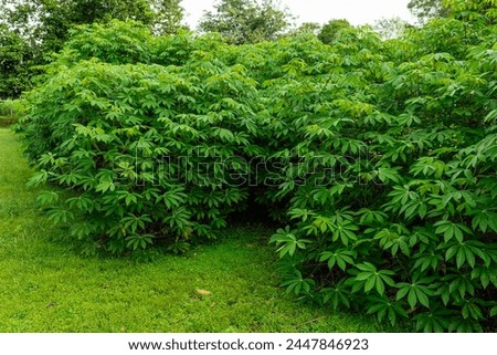 Cassava plants, Chiriqui, Panama - stock photo