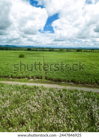 Aerial view of sugar cane plantation, Chiriqui, Panama - stock photo